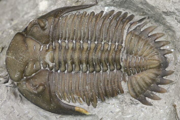 Greenops Trilobite - Arkona, Ontario #164408